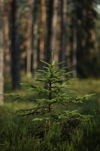 A vibrant young spruce tree stands tall amidst a lush forest, embodying natural beauty.