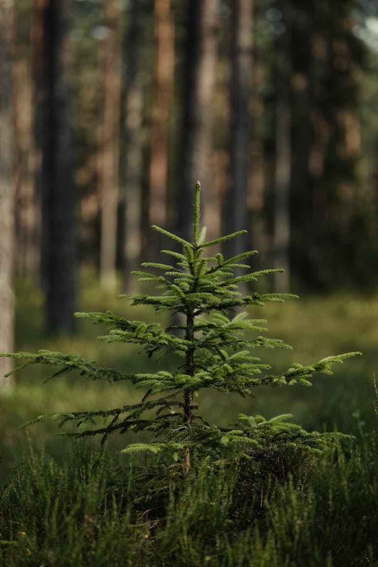 A vibrant young spruce tree stands tall amidst a lush forest, embodying natural beauty.
