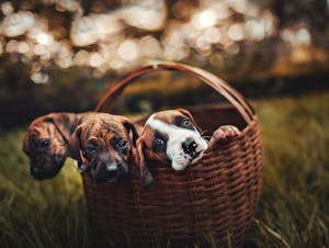 Three cute puppies snuggled together in a wicker basket on grass, enjoying a sunny day.