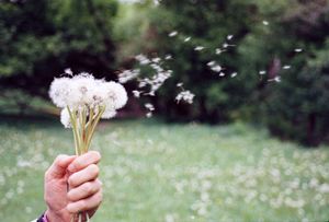 A hand holding a dandelion bouquet with seeds blowing away in a green park. Peaceful and serene nature setting.