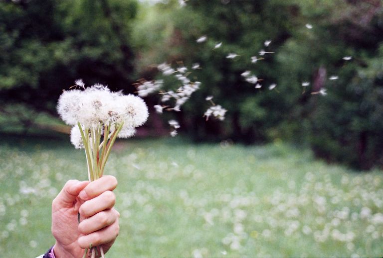 A hand holding a dandelion bouquet with seeds blowing away in a green park. Peaceful and serene nature setting.