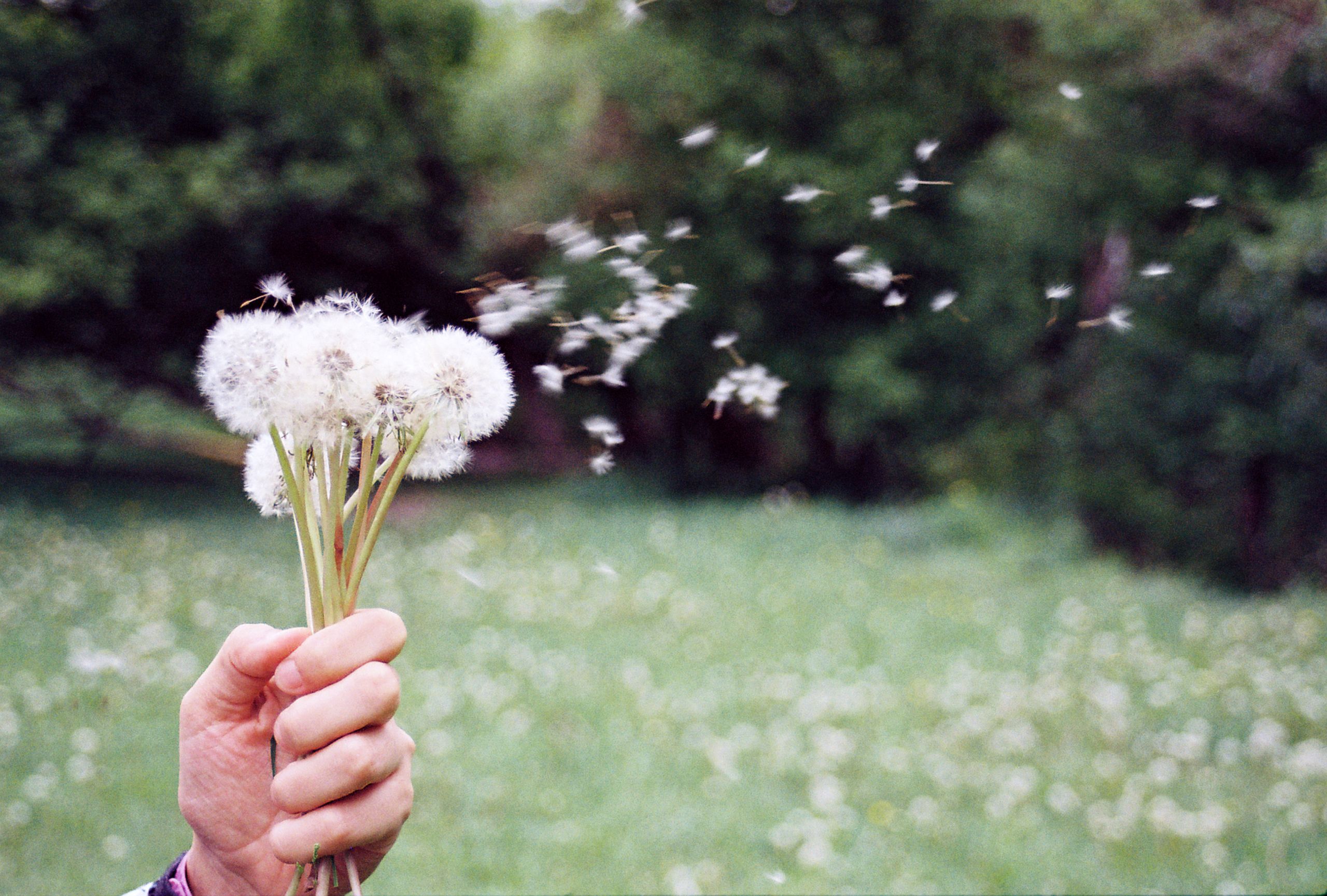 A hand holding a dandelion bouquet with seeds blowing away in a green park. Peaceful and serene nature setting.