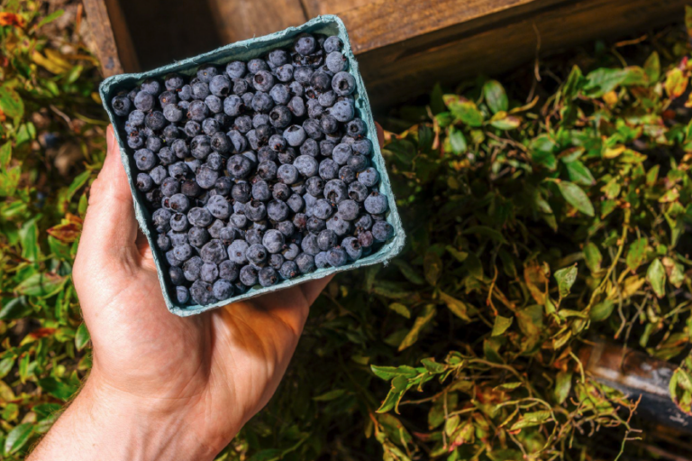 Wild Blueberry Weekend Returns