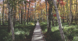 Fall Foliage Frolics