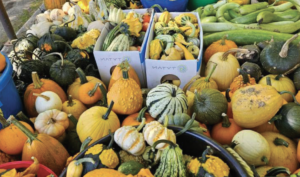 Oh My Gourd